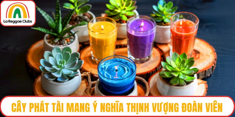 Cây phát tài mang ý nghĩa thịnh vượng đoàn viên