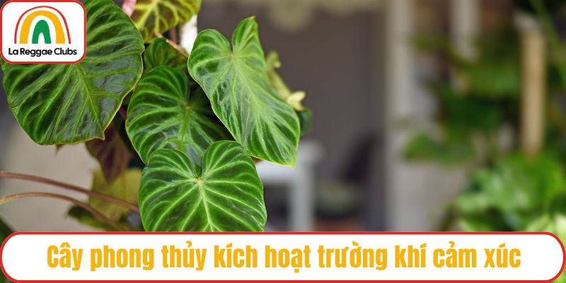 Cây phong thủy kích hoạt trường khí cảm xúc