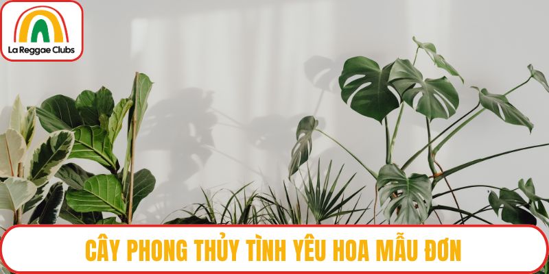 Cây phong thủy tình yêu hoa mẫu đơn