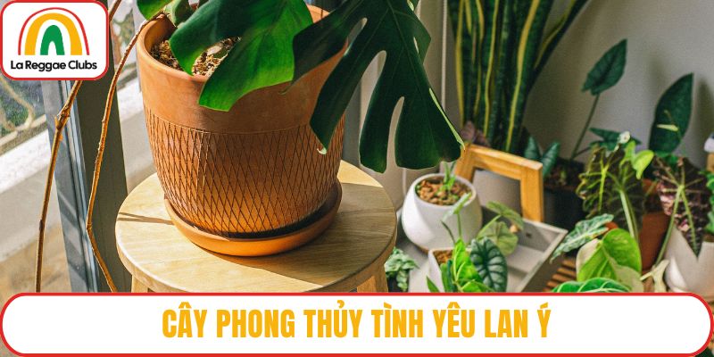 Cây phong thủy tình yêu Lan ý