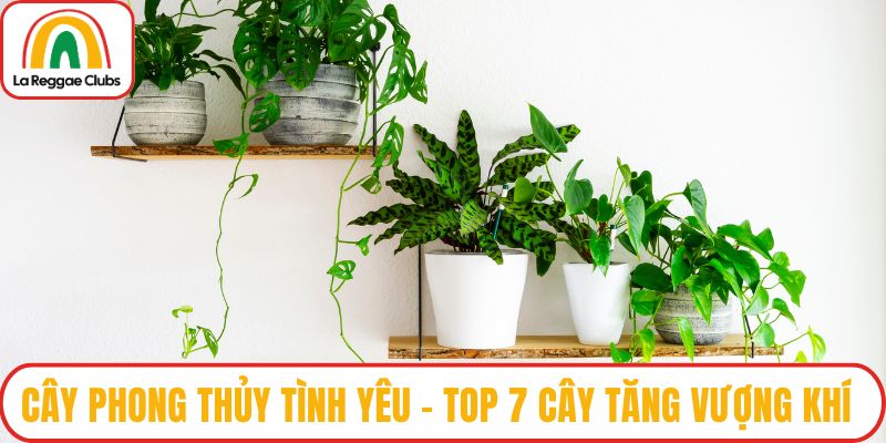 Cây phong thủy tình yêu