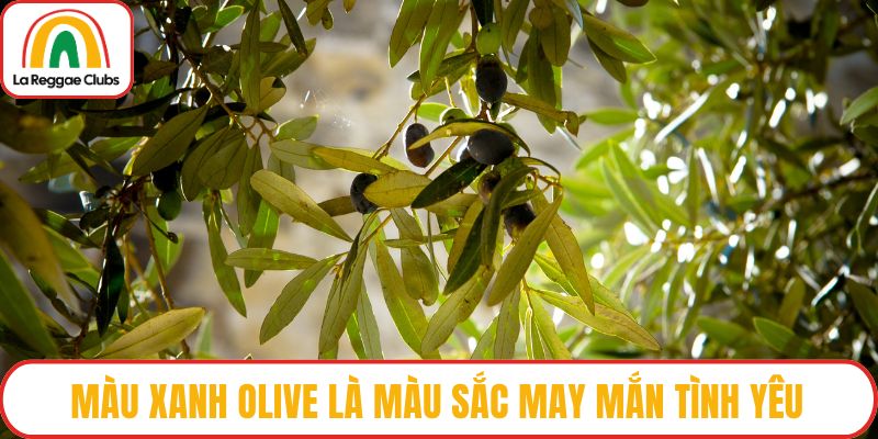 Màu xanh olive là màu sắc may mắn tình yêu
