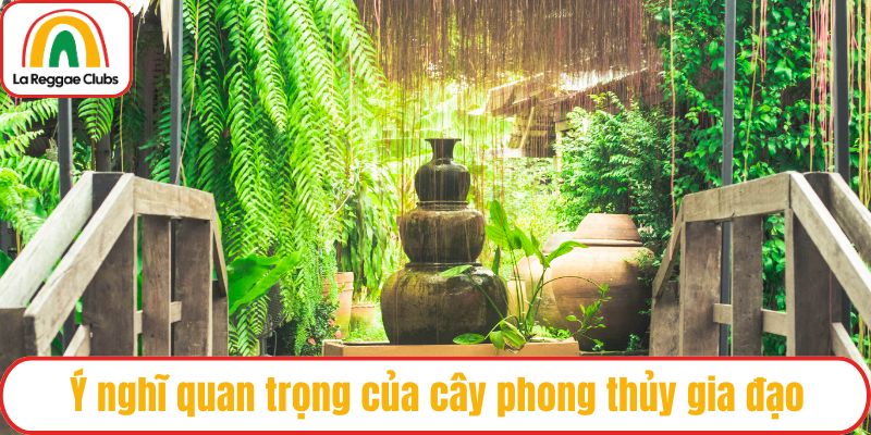 Ý nghĩ quan trọng của cây phong thủy gia đạo